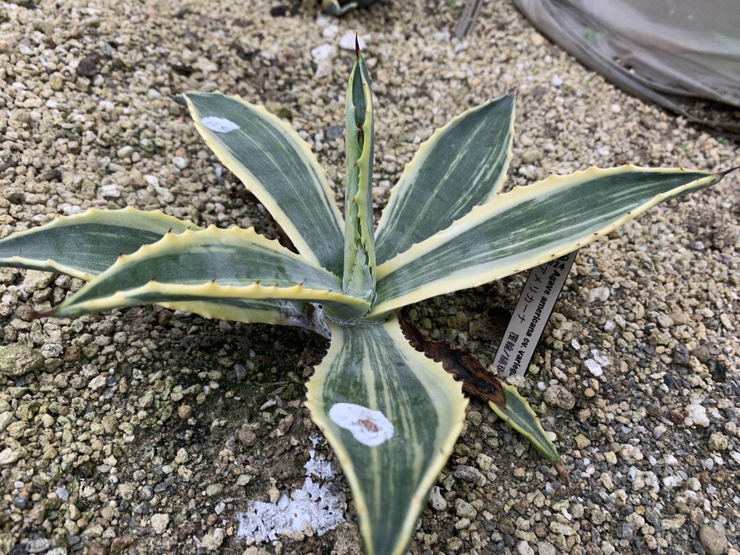 25年11月アメリカーナ総柄の成長記録、横からの写真