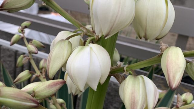 グロリオサ花芽が出てから17日目開花、花のアップ写真