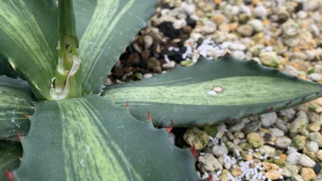 アガベのサルミアナ フェロックスがヨトウムシに食害された跡の写真