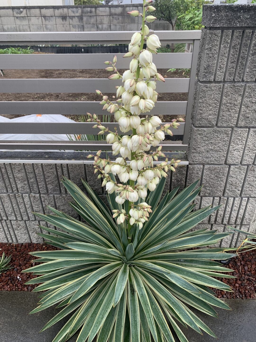 グロリオサ花芽が出てから21日目、花が咲いた写真