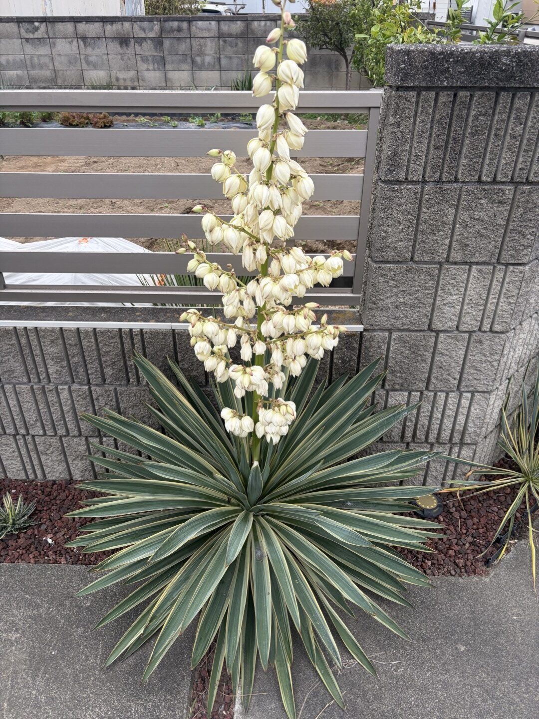 グロリオサ花芽が出てから28日目、花が満開の写真