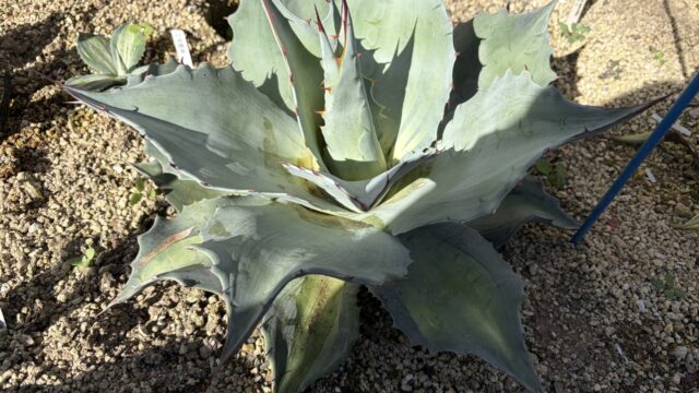 25年11月オバティフォリア アウェイクニング エンジェルの成長記録、横からの写真