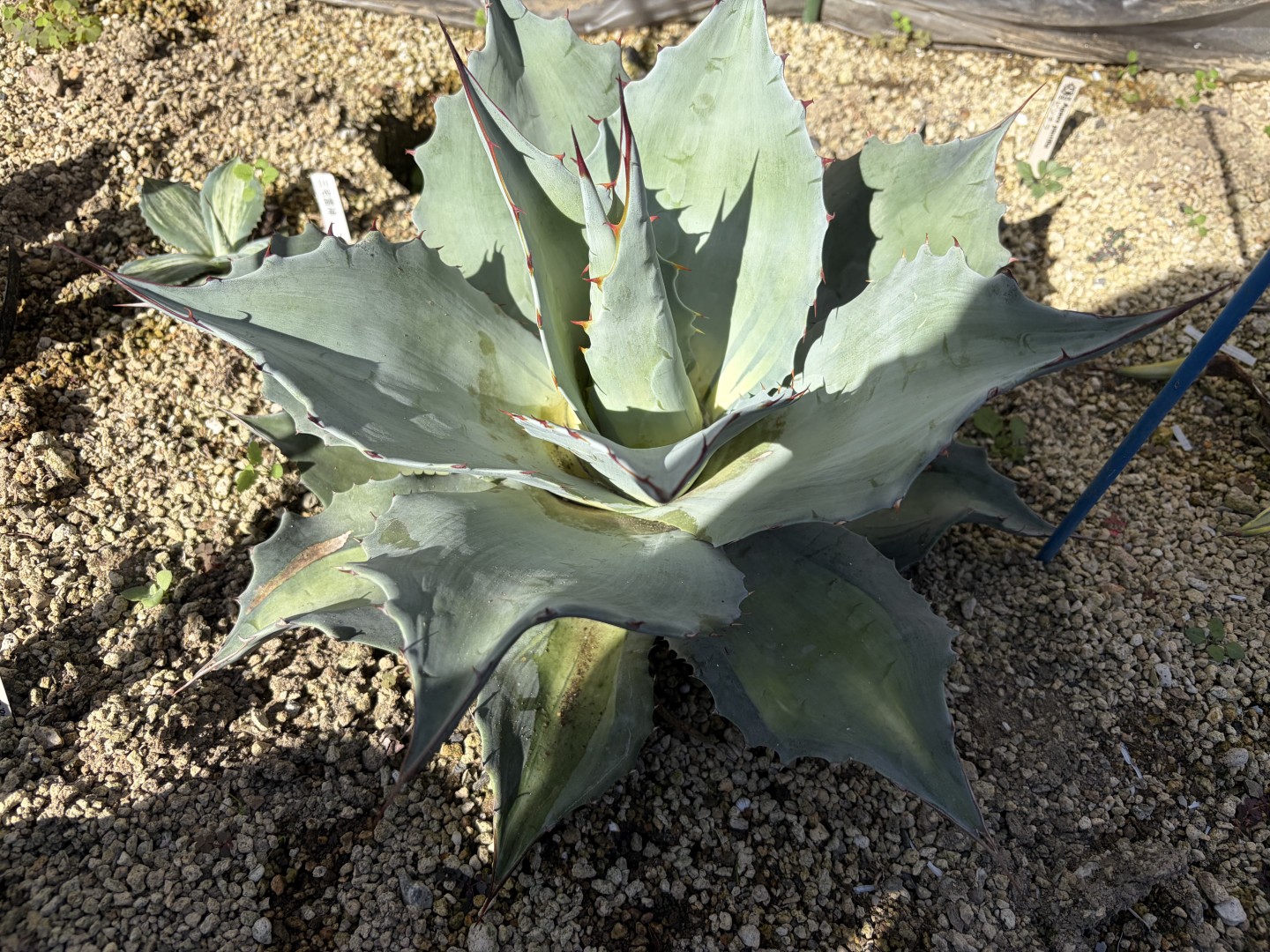 25年11月オバティフォリア　アウェイクニング　エンジェルの成長記録、横からの写真