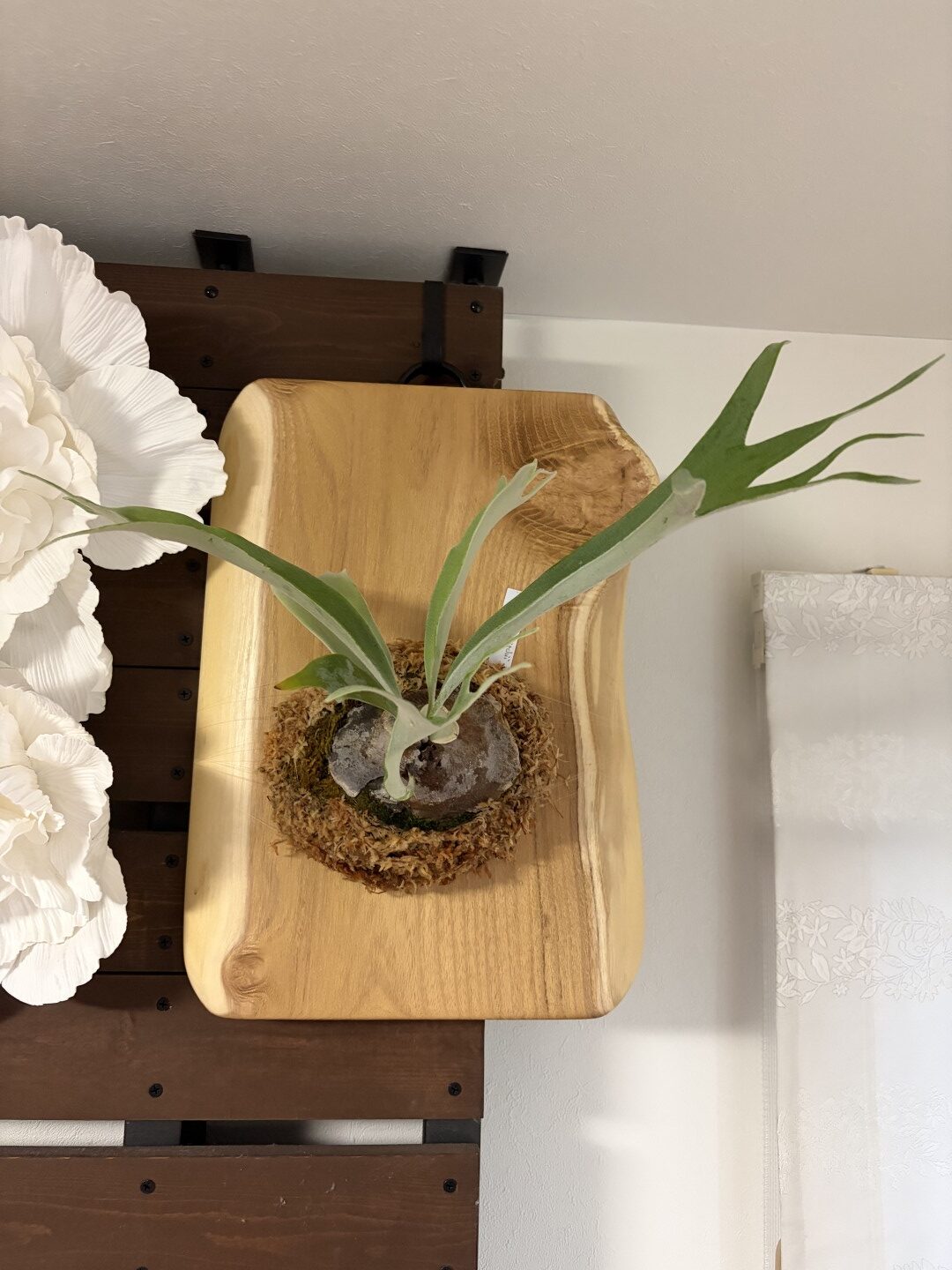 ビカクシダ　ビーチ　レモイネイ