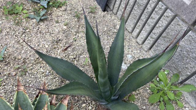 25年11月サルミアナ緑中斑の成長記録、横からの写真