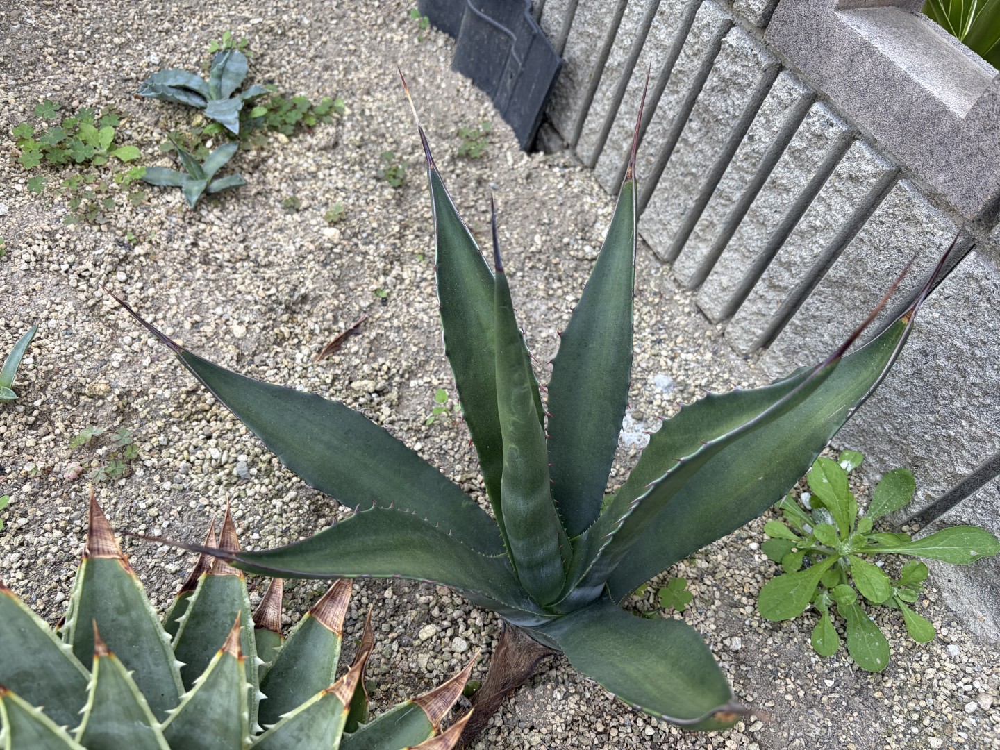 25年11月サルミアナ緑中斑の成長記録、横からの写真