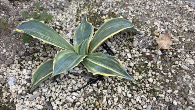 25年11月サルミアナフェロックス総柄の成長記録、横からの写真