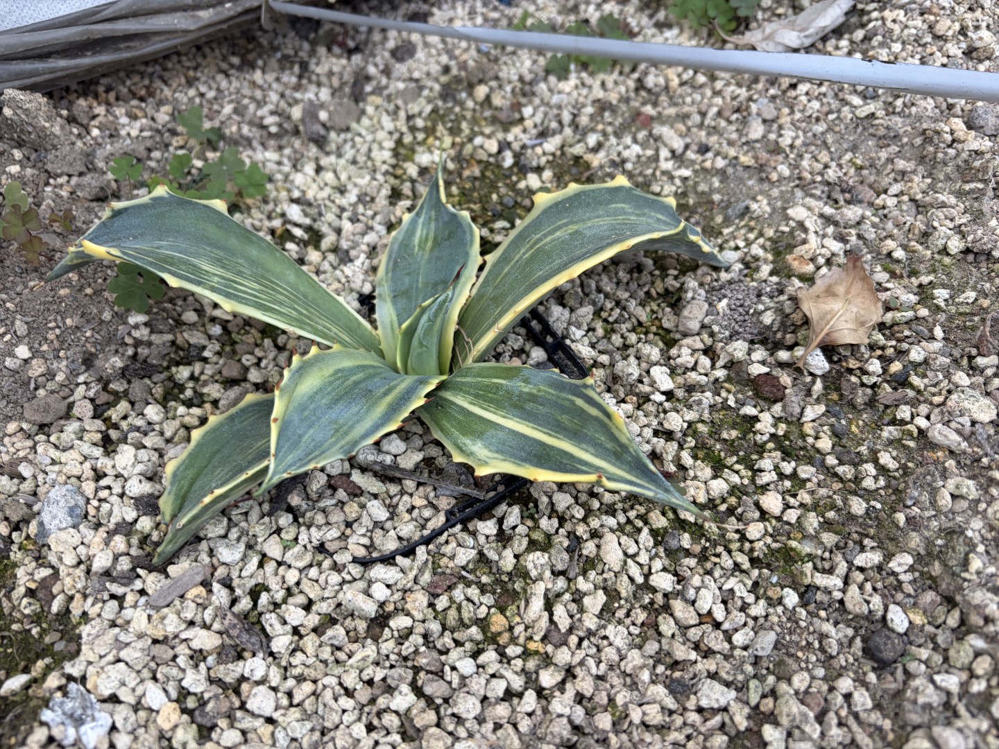 25年11月サルミアナフェロックス総柄の成長記録、横からの写真