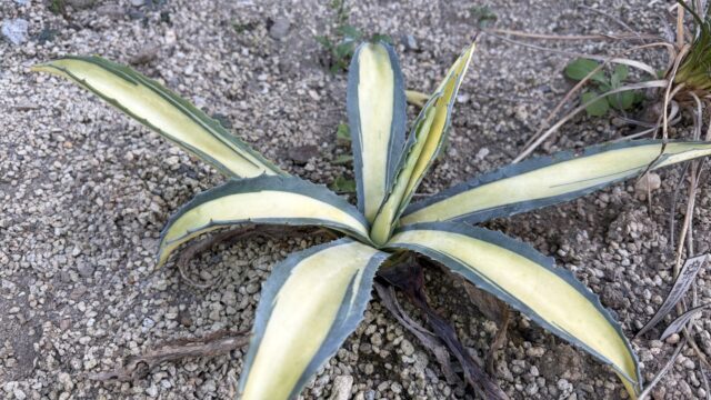 25年12月アメリカーナ那智の輝きの成長記録、横からの写真