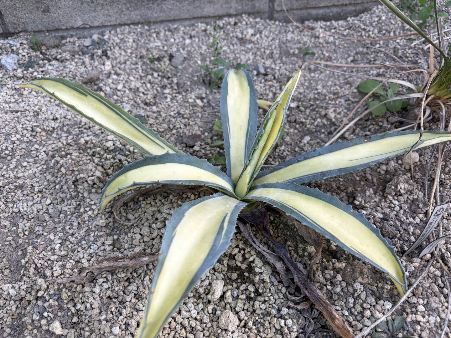 アメリカーナ 那智の輝き