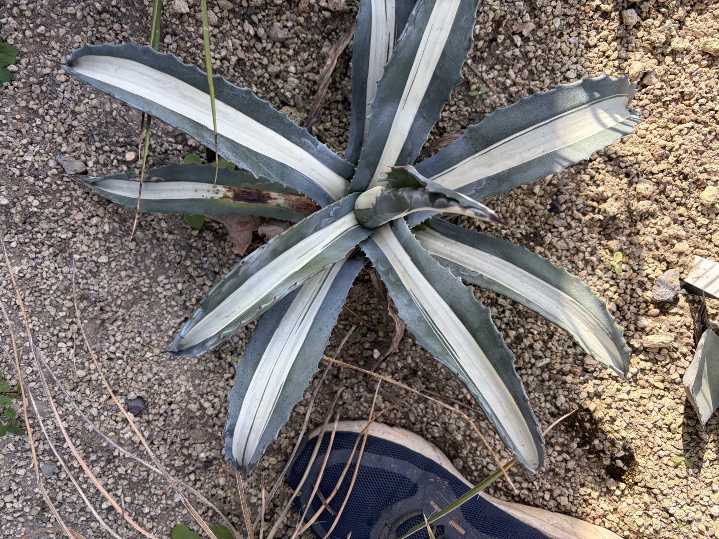 アメリカーナ 白縞斑