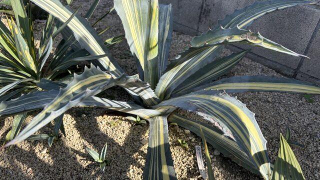 25年12月アメリカーナ縞斑の成長記録、横からの写真