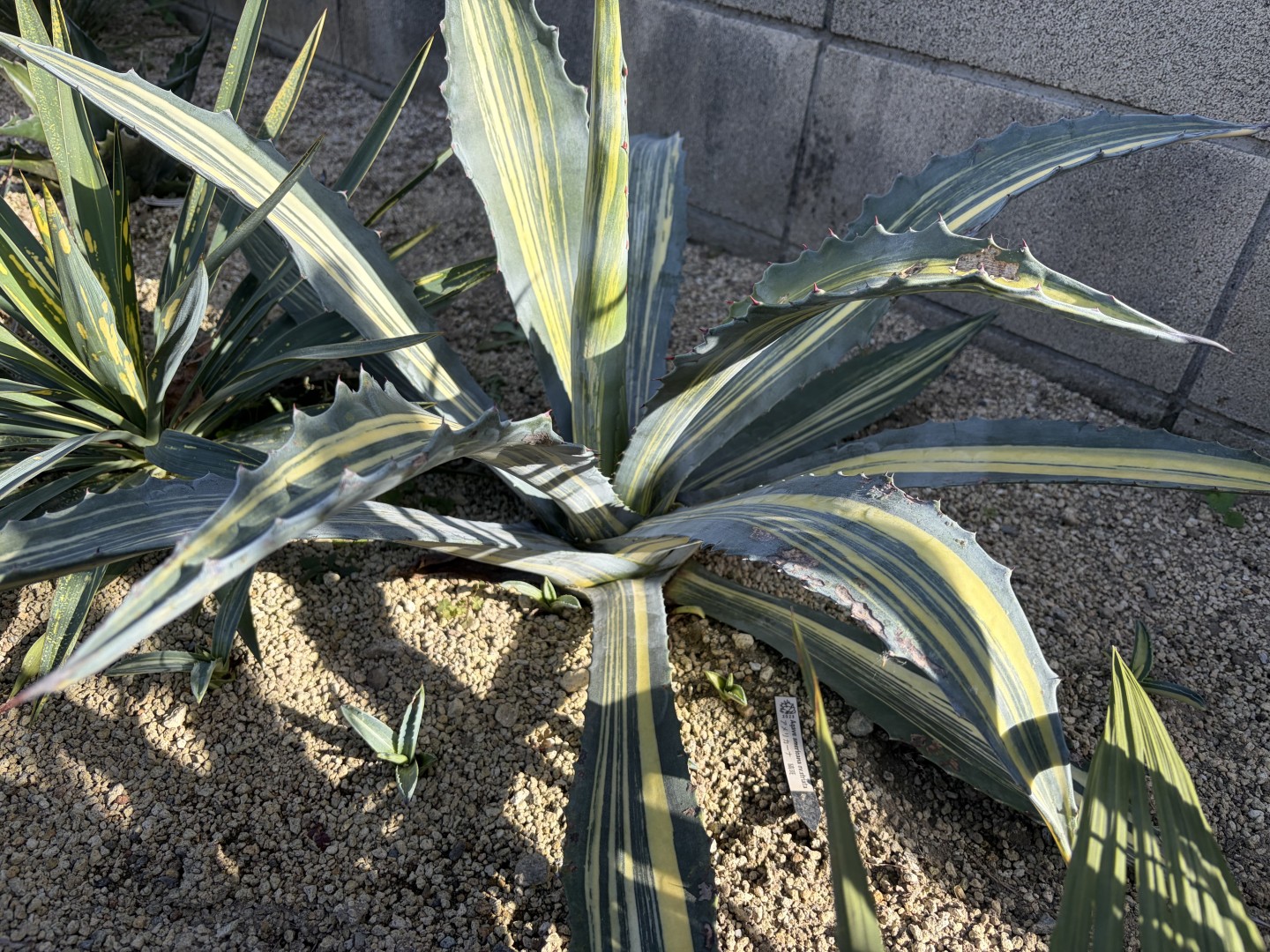 25年12月アメリカーナ縞斑の成長記録、横からの写真