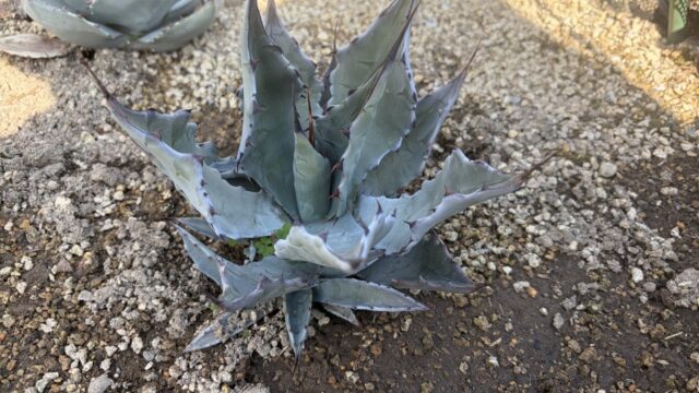 26年2月ジェントリー×コロラータの成長記録、横からの写真