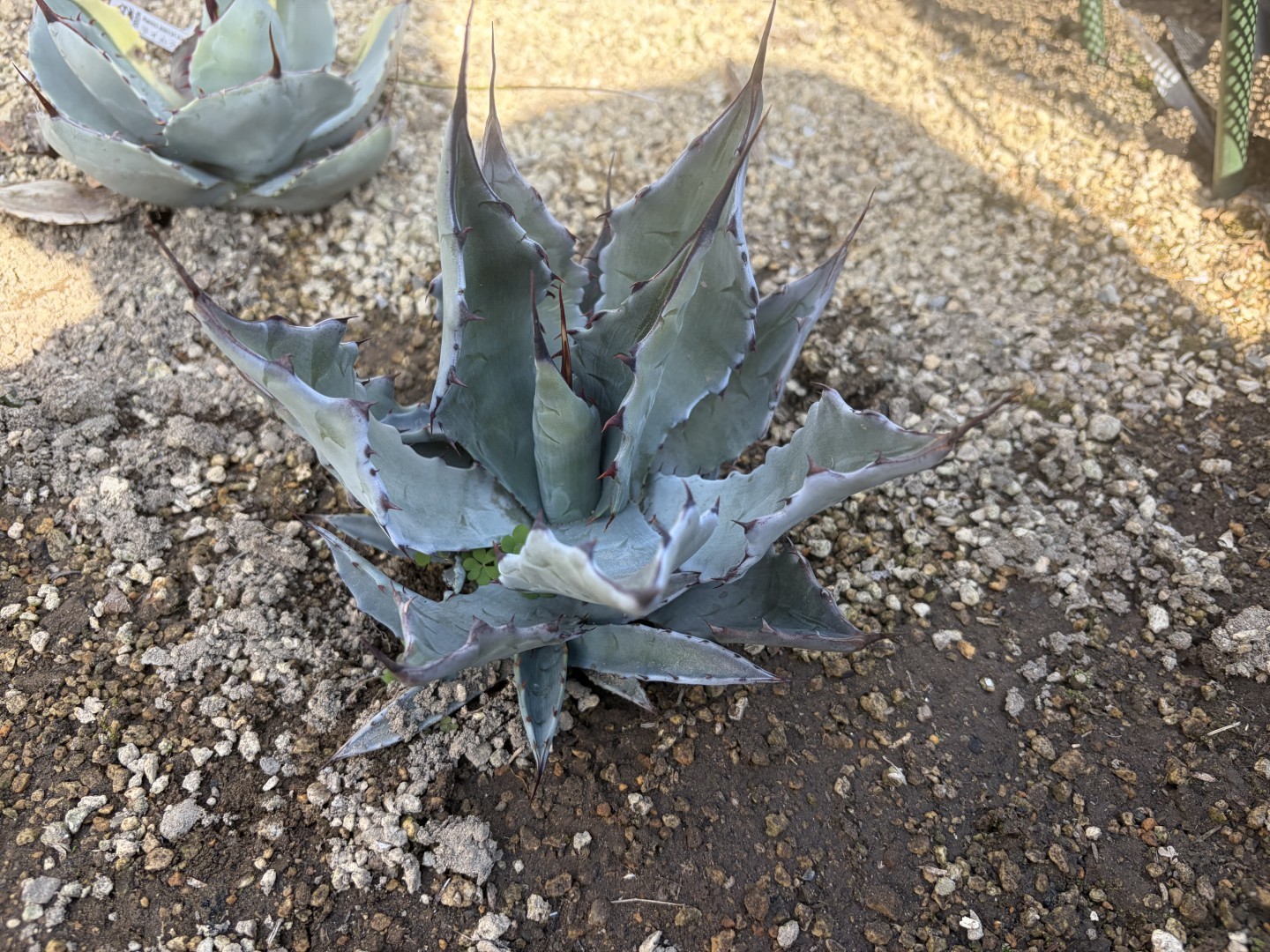 26年2月ジェントリー×コロラータの成長記録、横からの写真