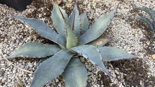 26年2月パリーSPの成長記録、横からの写真