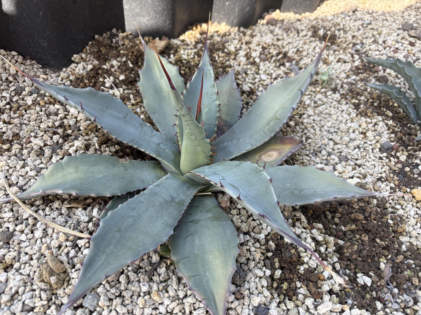 26年2月パリーSPの成長記録、横からの写真