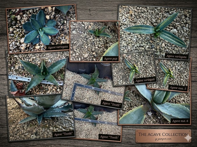 販売可能な子株